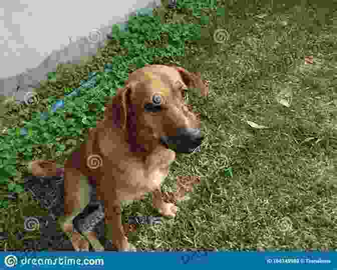 A Brown Dog Sitting On A Rug The Day My Life Went To The Dogs: How Little Things Make You Laugh The Hardest