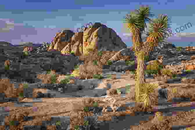 A Lone Joshua Tree Standing Amidst A Barren Desert Landscape Under A Vast Blue Sky Great American Wilderness: Touring The National Parks Of California