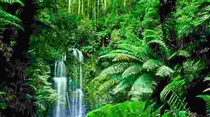 A Lush Green Rainforest In Brazil Do You Know WHY You Will Like And FALL IN LOVE When Traveling Through BRAZIL AFTER The PANDEMIC Of Corona VIRUS ( Covid 19 )?