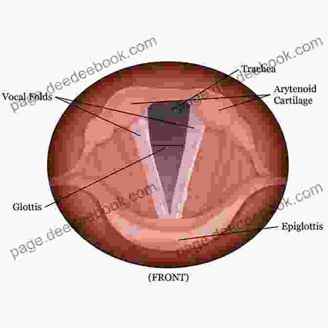 Diagram Of The Vocal Anatomy Sing At The Top Of Your Game: Master Your Technique Move Ahead With Your Career