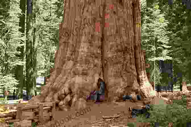 Giant Sequoia Trees Amidst A Lush Forest, Showcasing Their Massive Trunks And Towering Height Great American Wilderness: Touring The National Parks Of California