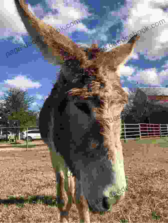 Murphy The Donkey Standing In A Field Murphy The Donkey Who Helped The Soldiers (Tales Of Tails 3)