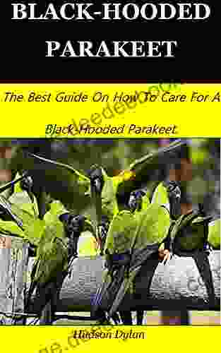 BLACK HOODED PARAKEET: The Best Guide On How To Care For A Black Hooded Parakeet